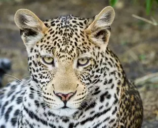 Aventures au Botswana en Famille : Botswana