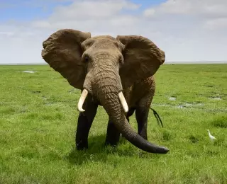 Découverte des Big 5 au Kenya : Kenya