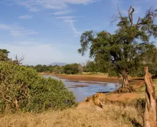 Grande Faune Africaine : Kenya