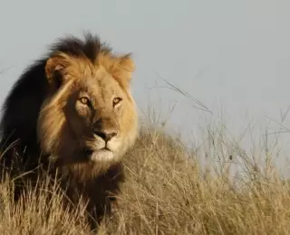 Second Voyage en Namibie : Namibie