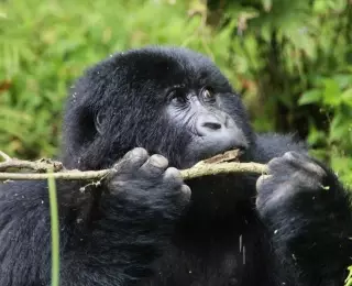 Primates & Big Five au Rwanda : Rwanda