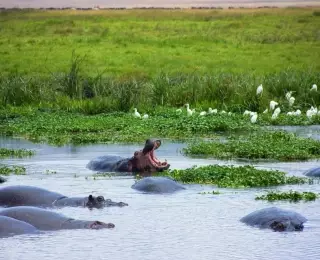 Les plus Beaux Safaris de Tanzanie : Tanzanie