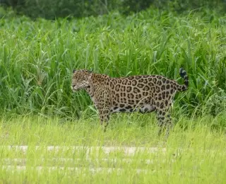 Pantanal, à la recherche du jaguar
