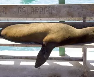 Escapade au Galapagos en Catamaran : Équateur