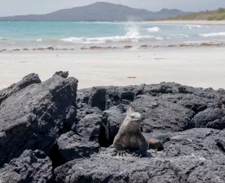 Extension aux Galapagos
