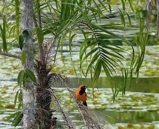 Extension en Amazonie
