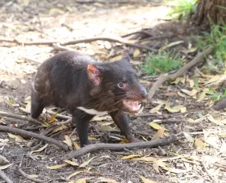 Voyage découverte en Tasmanie, une autre Australie : Australie