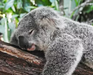 Premier Voyage en Australie de Sydney à Cairns : Australie