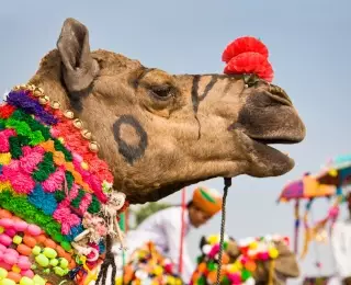 Rajasthan, Festival de Pushkar : Inde
