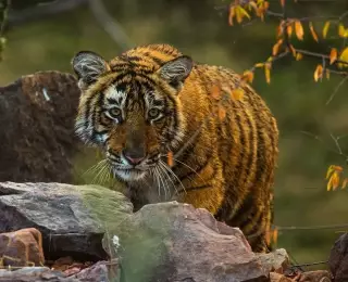 Des Tigres et Un Taj Mahal, Un autre Voyage au Rajasthan : Inde