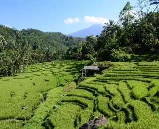 Bali, Rando sur l'Ile des Dieux : Indonésie