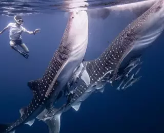 Croisière à la rencontre des requins-baleines