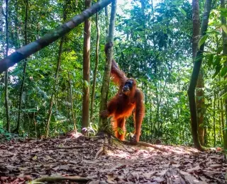 Orang Outan, Plages & Volcans : l'Aventure Indonésienne : Indonésie