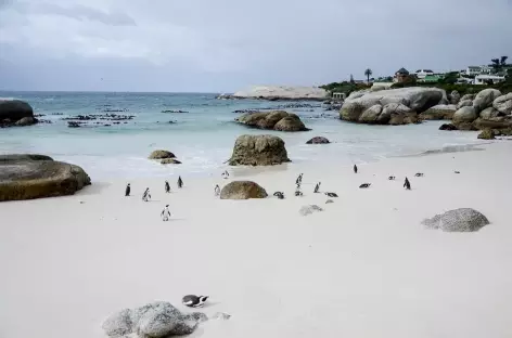 Manchots du Cap à Boulders - Afrique du Sud - 