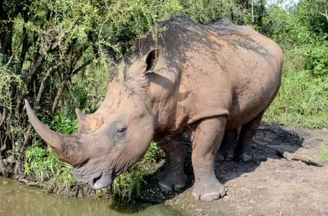 Rhinocéros blanc, réserve Ebandla - Afrique du Sud