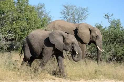 Eléphants dans le parc Kruger - Afrique du Sud
