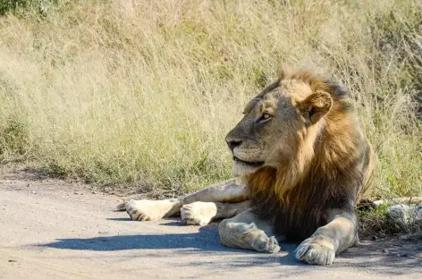 Un lion repu - Afrique du Sud