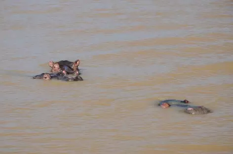 Croisière hippopotames dans le lac de Saint Lucia - Afrique du Sud