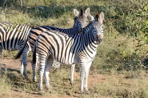 Zèbres - Afrique du Sud