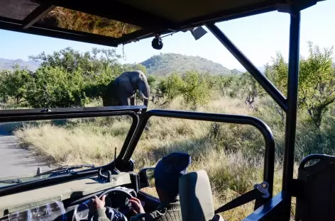 Safari en 4x4 ouvert - Afrique du sud