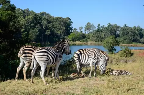 Zèbres, réserve de Mliwane - Swaziland