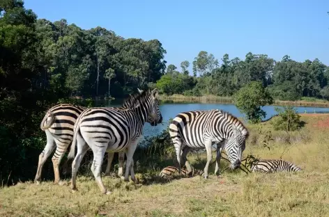 Zèbres, réserve de Mliwane - Swaziland - 