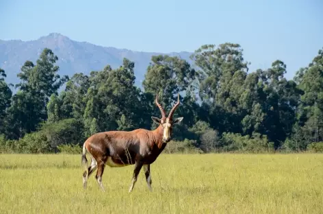 Bubale, réserve de Mliwane - Swaziland