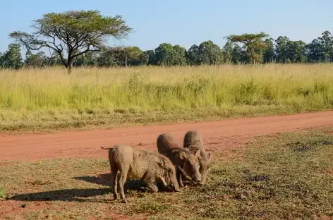 Phacochères, réserve de Mliwane - Swaziland