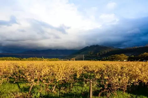 Découverte et dégustation des vins sud-africains