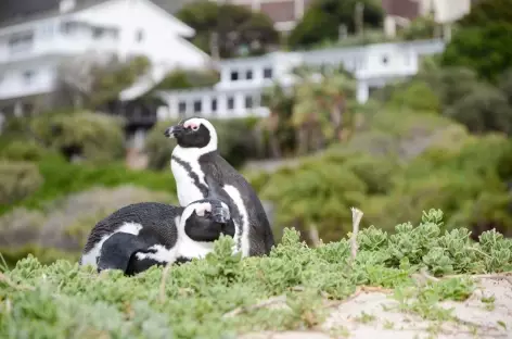 Manchots du Cap à Boulders- Afrique du Sud