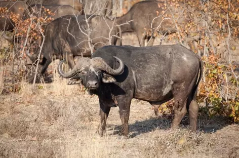 Buffle, parc Kruger - Afrique du Sud