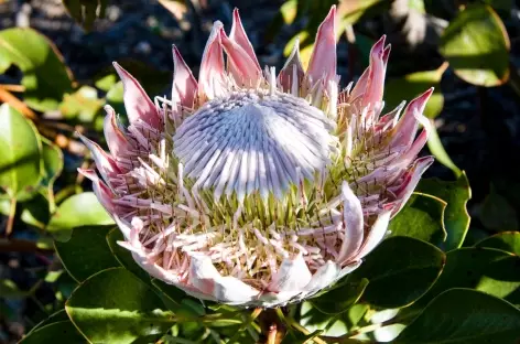 Protea - Afrique du Sud