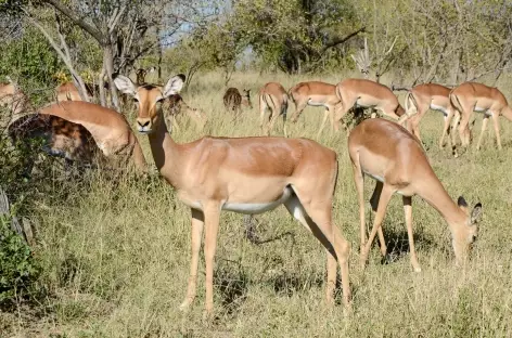 Impalas - Afrique du Sud