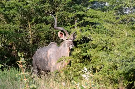 Grand koudou, parc d'iSimangaliso - Afrique du Sud