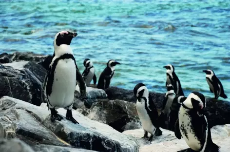Pingouins sur la plage de Boulders (Afrique du Sud) - 