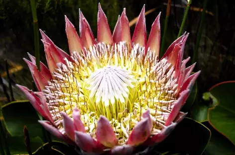 La protea royale, emblème de l'Afrique du Sud - 