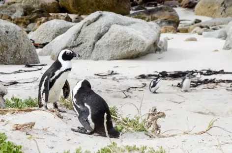 Manchots du Cap à Boulders - Afrique du Sud - 