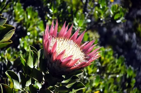 Protea - Afrique du Sud