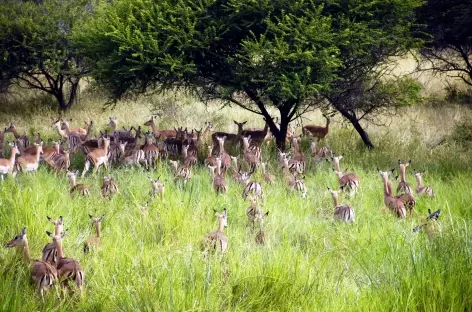 Impalas, Parc Kruger - Afrique du Sud