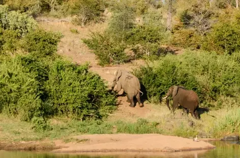 Eléphants, réserve d'Ebandla - Afrique du Sud