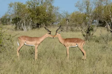 Impalas, parc Kruger - Afrique du Sud - 