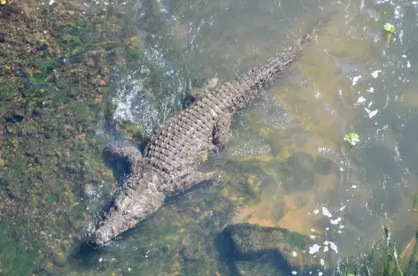 Crocodile, à la sortie du parc Kruger - Afrique du Sud - 