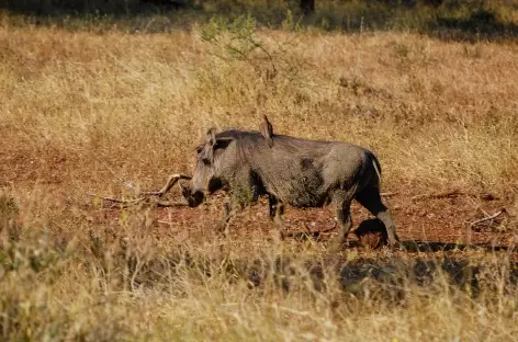 Phacochère, parc Kruger - Afrique du Sud - 