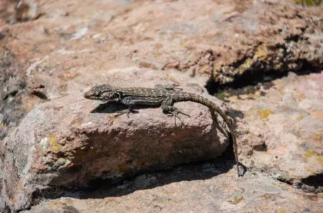 Lézard, montagnes du Drakensberg - Afrique du Sud