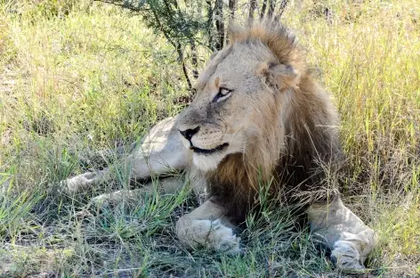Lion, parc Kruger - Afrique du Sud