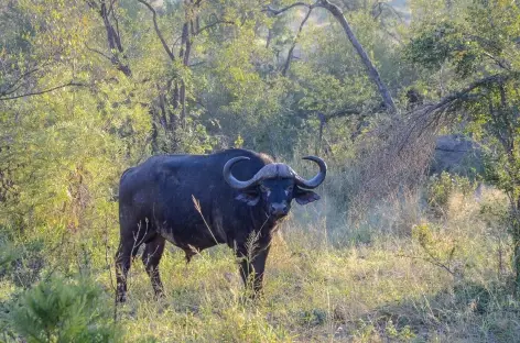 Buffle dans la réserve d'Ebandla - Afrique du Sud