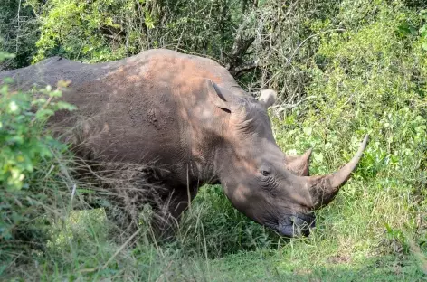 Rhinocéros blanc, réserve d'Ebandla - Afrique du Sud