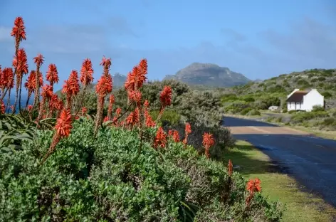 Environs de Cape Point - Afrique du Sud