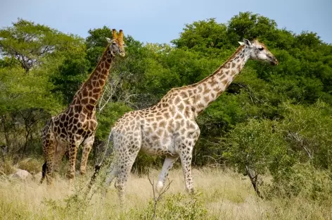 Girafes dans le parc Kruger - Afrique du Sud - 