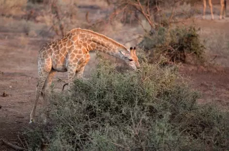 Girafe dans la réserve d'Ebandla - Afrique du Sud